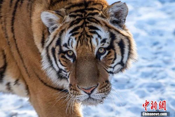 栖身之所的所是什么意思，栖身之所是成语吗（中国治理经验对世界有何启示）