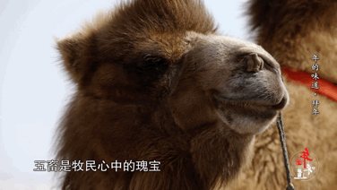 大年初一是几号，2022年春节是几月几号（拜年竟有这么多讲究）