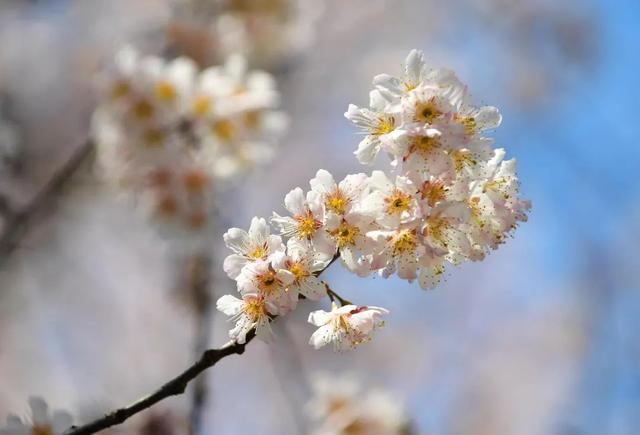 立春的寓意和象征，立春象征着什么（今日，立春）