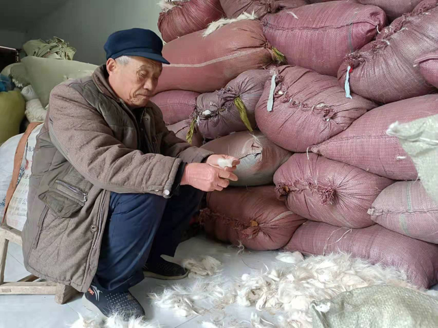 什么是尾毛，猫尾巴是什么（新春走基层丨河南鹿邑）