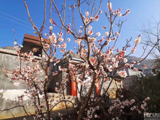 杏树（杏树图片），杏 花 图/文 谭大明（杏树树图片大全大图）