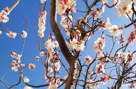 杏树（杏树图片），杏 花 图/文 谭大明（杏树树图片大全大图）