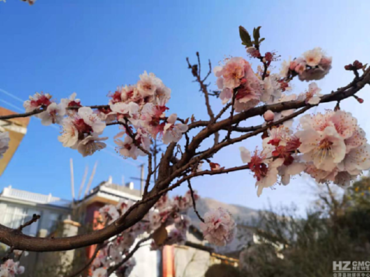 杏树（杏树图片），杏 花 图/文 谭大明（杏树树图片大全大图）
