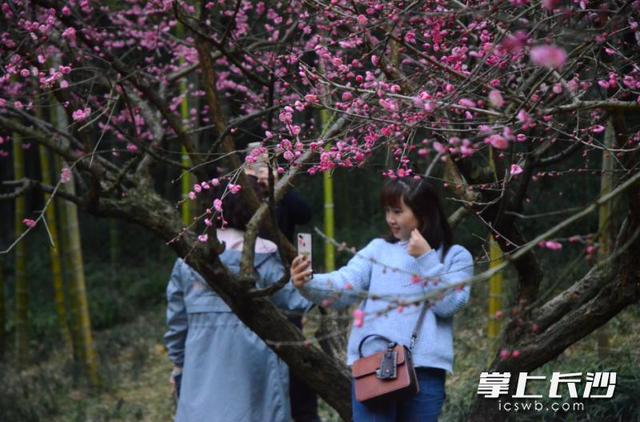 龙游梅（龙游梅花语，省植物园：正是赏梅好时节（龙游 梅花）