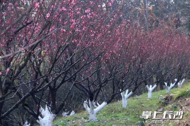 龙游梅（龙游梅花语，省植物园：正是赏梅好时节（龙游 梅花）
