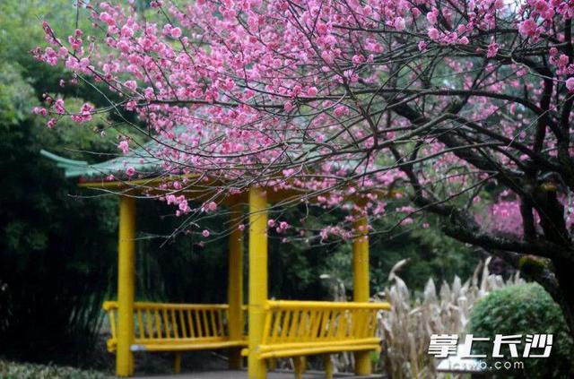 龙游梅（龙游梅花语，省植物园：正是赏梅好时节（龙游 梅花）