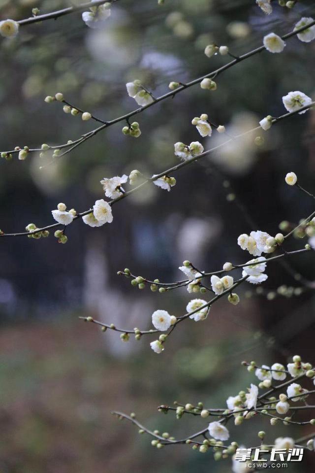 龙游梅（龙游梅花语，省植物园：正是赏梅好时节（龙游 梅花）