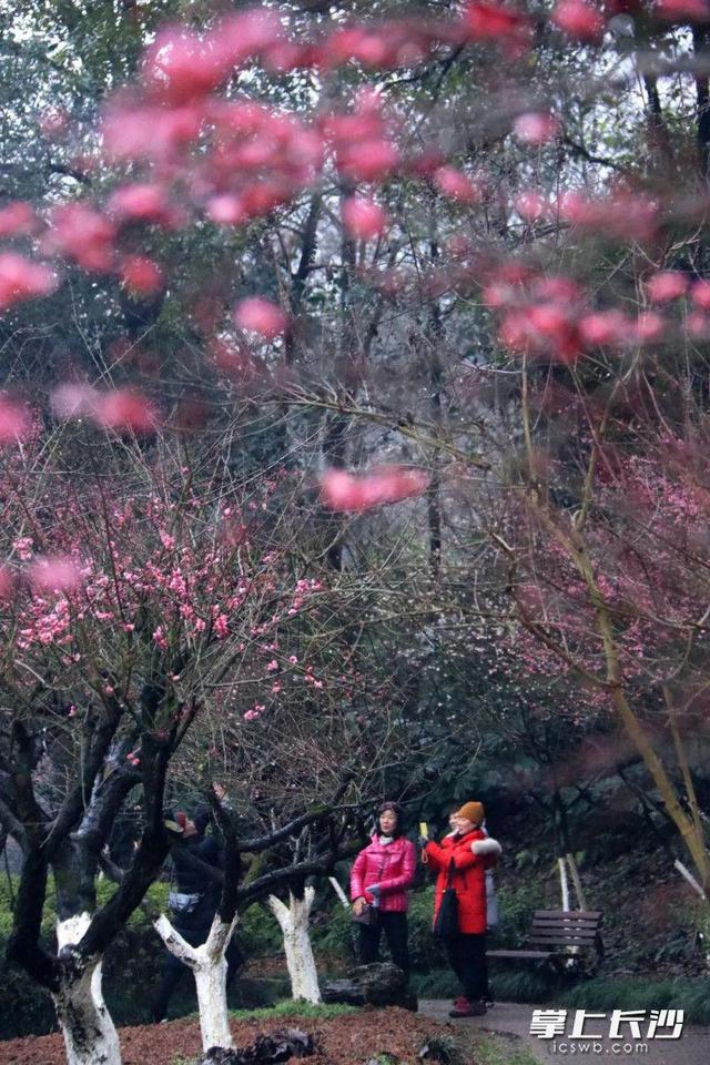 龙游梅（龙游梅花语，省植物园：正是赏梅好时节（龙游 梅花）