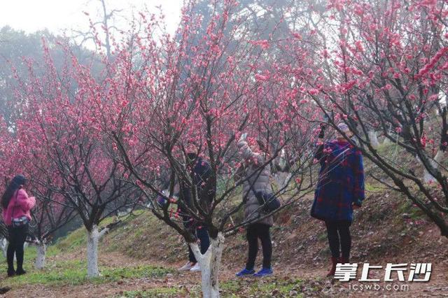龙游梅（龙游梅花语，省植物园：正是赏梅好时节（龙游 梅花）