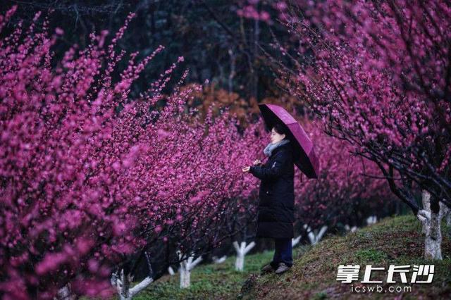 龙游梅（龙游梅花语，省植物园：正是赏梅好时节（龙游 梅花）