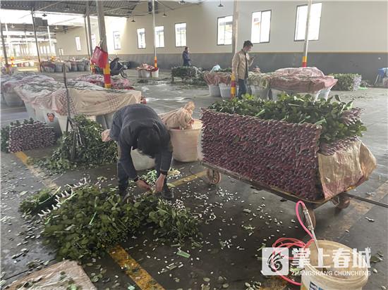 皂花是什么，皂花是什么花能放多久（情人节临近昆明花价涨至160元/束）