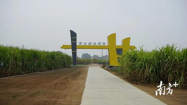 广东甘蔗产地在哪里，广东甘蔗产地在哪里,电话号码多少（走进中国第一甜县湛江遂溪）