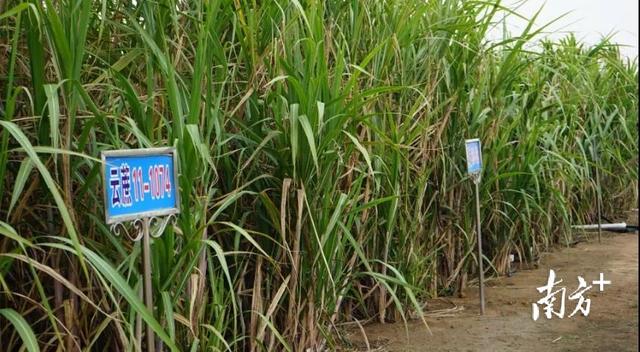 广东甘蔗产地在哪里，广东甘蔗产地在哪里,电话号码多少（走进中国第一甜县湛江遂溪）