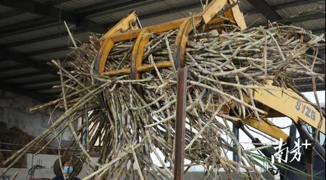 广东甘蔗产地在哪里，广东甘蔗产地在哪里,电话号码多少（走进中国第一甜县湛江遂溪）