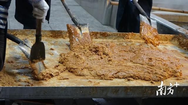 广东甘蔗产地在哪里，广东甘蔗产地在哪里,电话号码多少（走进中国第一甜县湛江遂溪）