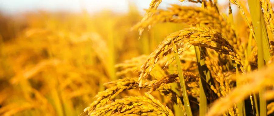 回乳的三味中药，回奶吃什么快最有效的中药（即达到舒达肝气、开胃进食、温散湿邪之功效）