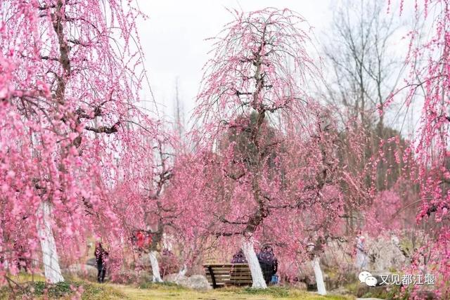 夕阳天使陈艾琳为什么死，夕阳天使陈艾琳为什么死了（6条春季旅游精品线路等你来玩~）