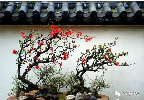 夕阳天使陈艾琳为什么死，夕阳天使陈艾琳为什么死了（6条春季旅游精品线路等你来玩~）