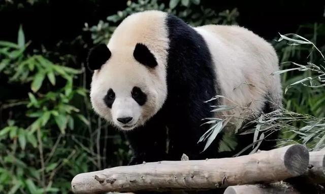 夕阳天使陈艾琳为什么死，夕阳天使陈艾琳为什么死了（6条春季旅游精品线路等你来玩~）