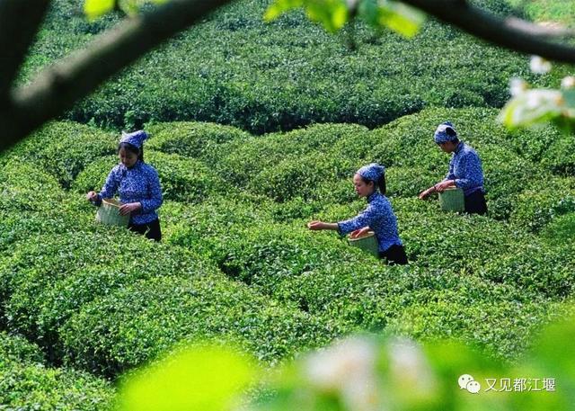 夕阳天使陈艾琳为什么死，夕阳天使陈艾琳为什么死了（6条春季旅游精品线路等你来玩~）