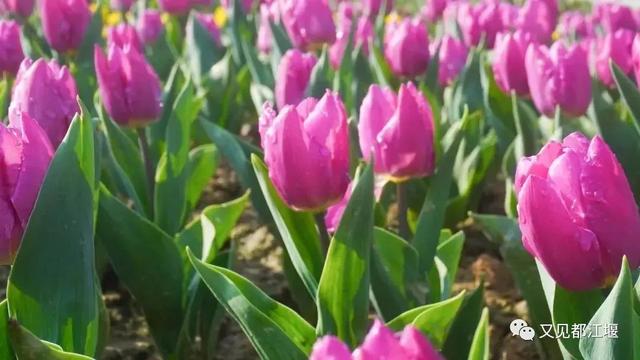 夕阳天使陈艾琳为什么死，夕阳天使陈艾琳为什么死了（6条春季旅游精品线路等你来玩~）