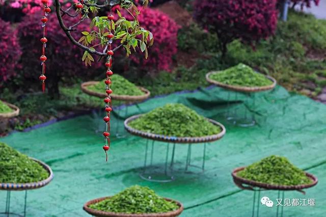 夕阳天使陈艾琳为什么死，夕阳天使陈艾琳为什么死了（6条春季旅游精品线路等你来玩~）