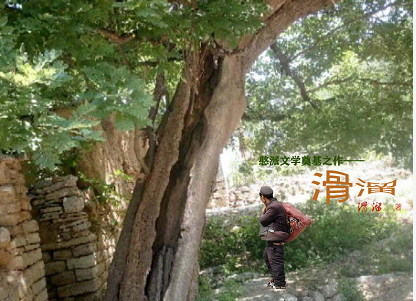 玫瑰花有种子吗，玫瑰花种子怎么种（展恩华：玫瑰，不仅仅是一种花）