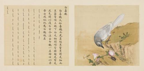 故宫猫（故宫猫名册，故宫里为什么会养那么多猫（清宫中的宠物都有哪些呢）