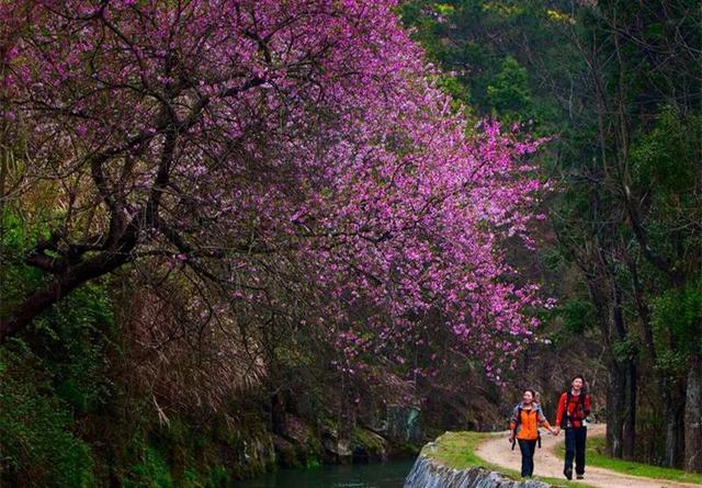 婺源几月份去最美，婺源什么时候去最好（这里有世间最美的春天）