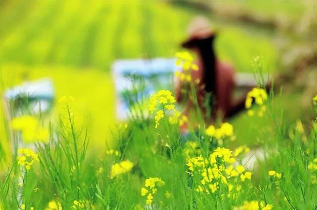 婺源几月份去最美，婺源什么时候去最好（这里有世间最美的春天）