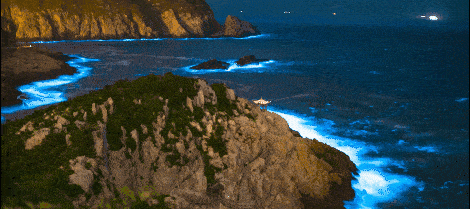 蓝眼泪是什么，蓝眼泪是什么生物图片（“蓝眼泪”到底是啥）