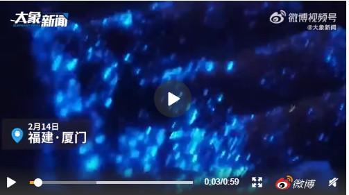 蓝眼泪是什么，蓝眼泪是什么生物图片（“蓝眼泪”到底是啥）