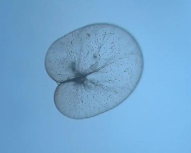 蓝眼泪是什么，蓝眼泪是什么生物图片（“蓝眼泪”到底是啥）