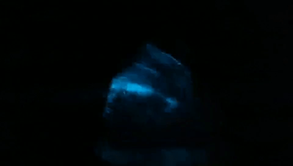 蓝眼泪是什么，蓝眼泪是什么生物图片（“蓝眼泪”到底是啥）