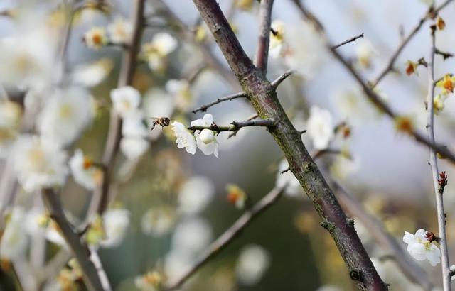 春什么化雨四字词语，春什么化雨（今日雨水—好雨知时节）