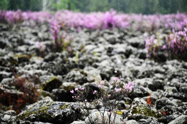 春什么化雨四字词语，春什么化雨（今日雨水—好雨知时节）