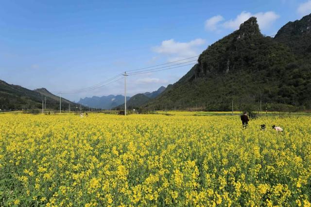 春什么化雨四字词语，春什么化雨（今日雨水—好雨知时节）