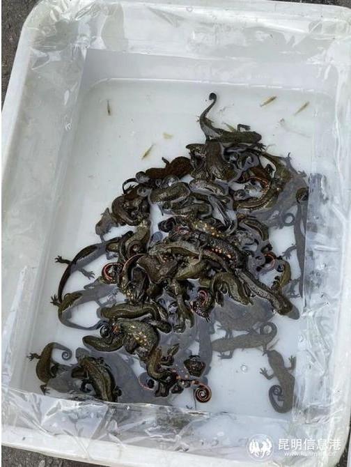 蝾螈是几级保护动物，蝾螈是娃娃鱼吗（国家二级保护动物10元一条当街卖）