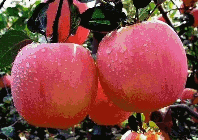 热风海陆头像/“在日落之前牵一次手吧.”微信，热风海陆头像/“在日落之前牵一次手吧.”（燕台石，烟台的四季咏叹）