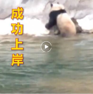 熊猫会游泳吗（村民拍到大熊猫游泳过河）