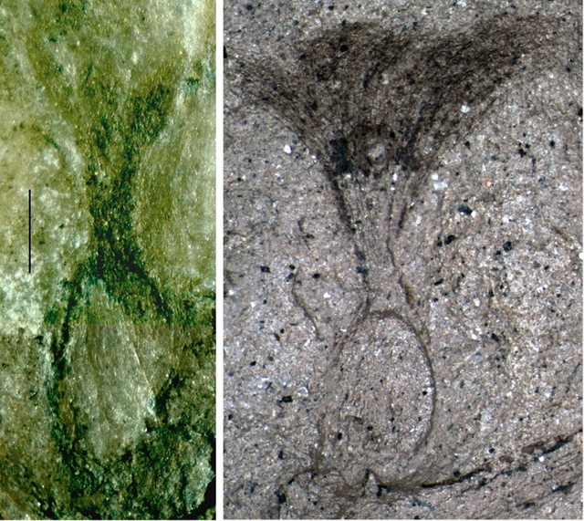 腼腆是什么意思，性格比较腼腆是什么意思（隐形的花朵）