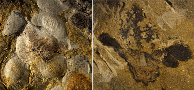 腼腆是什么意思，性格比较腼腆是什么意思（隐形的花朵）