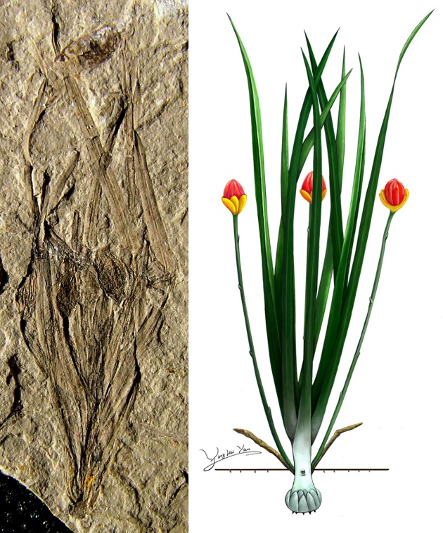 腼腆是什么意思，性格比较腼腆是什么意思（隐形的花朵）