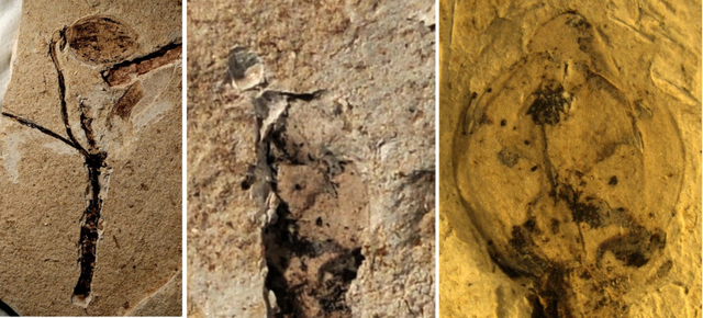 腼腆是什么意思，性格比较腼腆是什么意思（隐形的花朵）