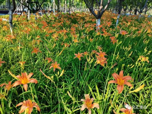 忘忧草是什么意思，忘忧草花语（忘忧草花语象征与寓意）