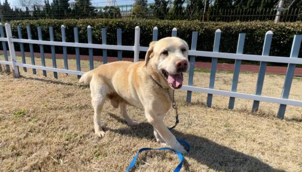 国际大米周报，每周报怎么写（带它10年的训导员说）