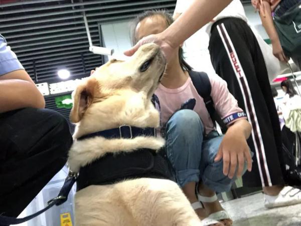 国际大米周报，每周报怎么写（带它10年的训导员说）