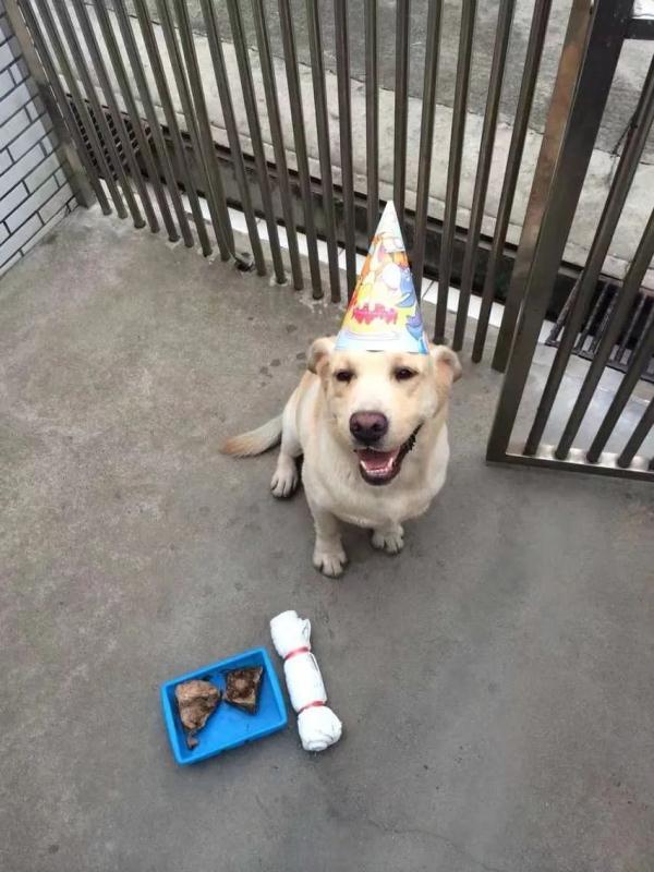 国际大米周报，每周报怎么写（带它10年的训导员说）