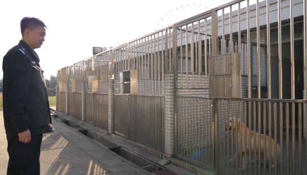 国际大米周报，每周报怎么写（带它10年的训导员说）