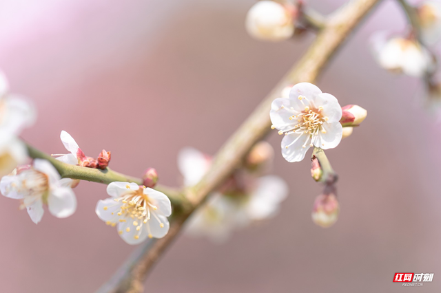 岁寒三友和花中四君子，岁寒三友和花中四君子是指什么（二十四节气·小寒丨冬寒料峭严凝切）